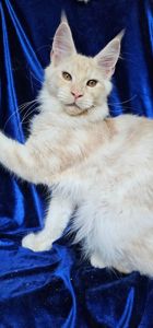 Рафаэль мальчик мейн кун