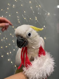 Ласкавий какаду