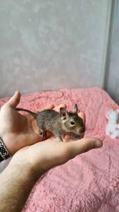 Дегу