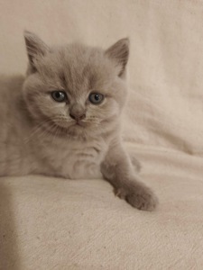 Терміновий продаж Шотланські кошенята м.Сміла Черкаси