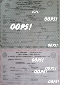 Хлопчик шоколад з білим, КСУ