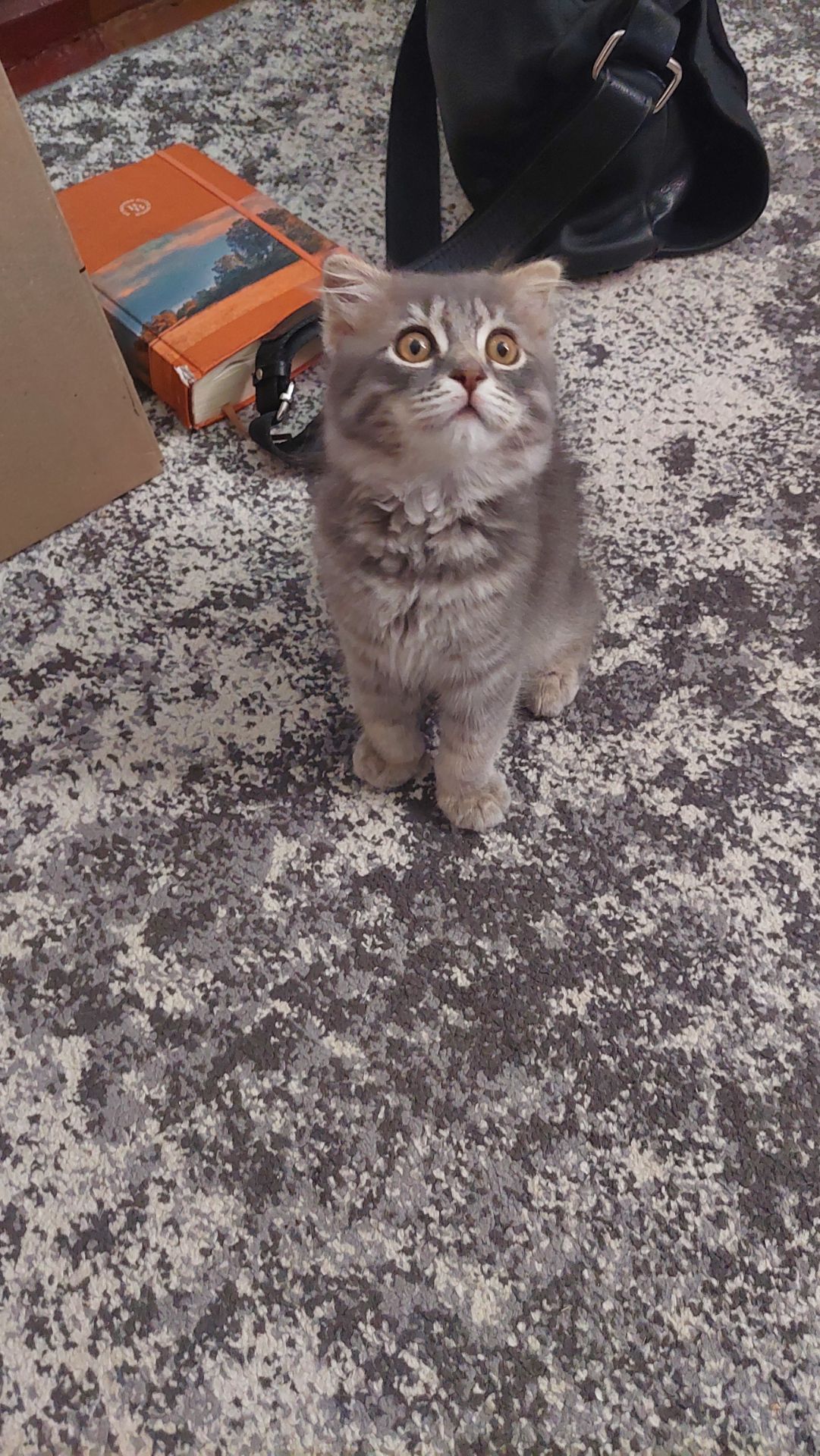 Кошенята