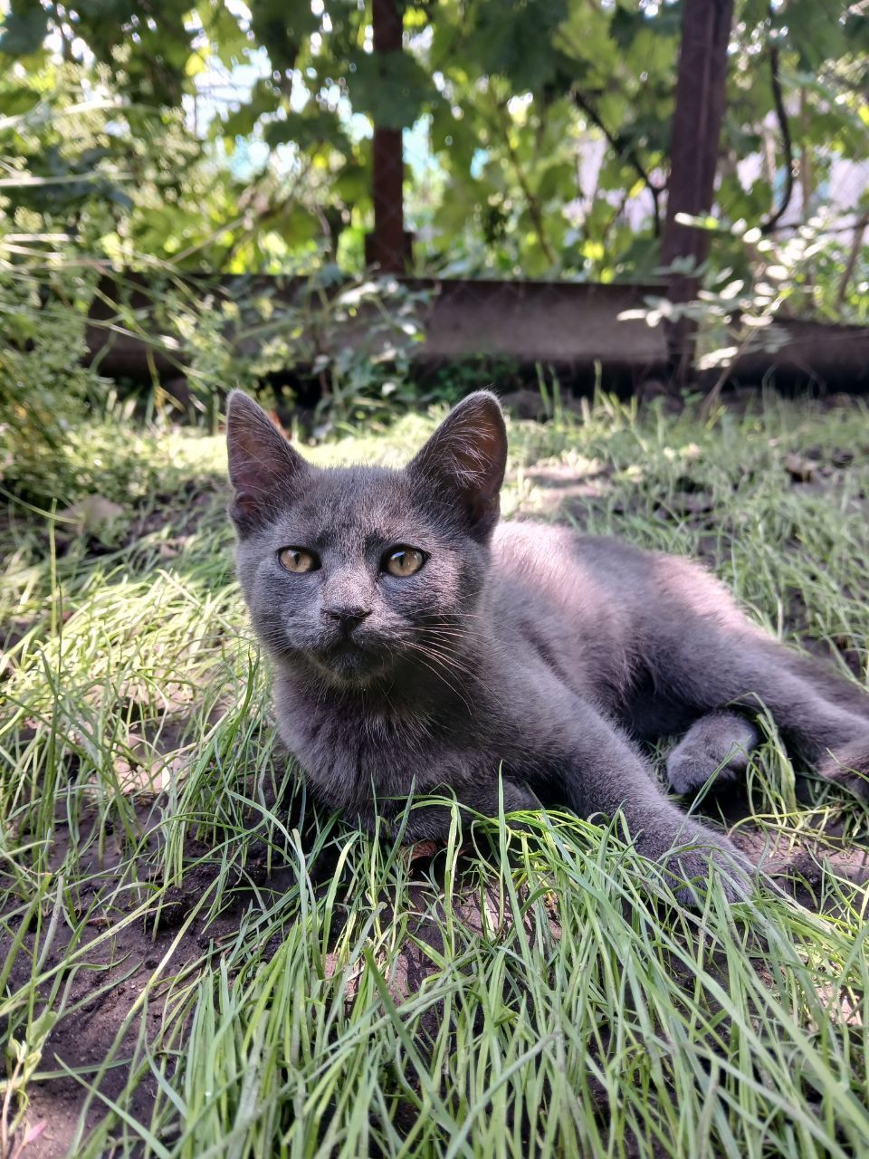 Кошенята
