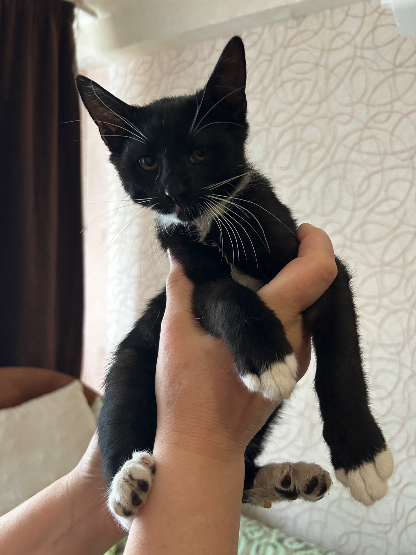 Кошеня Нікі шукає родину