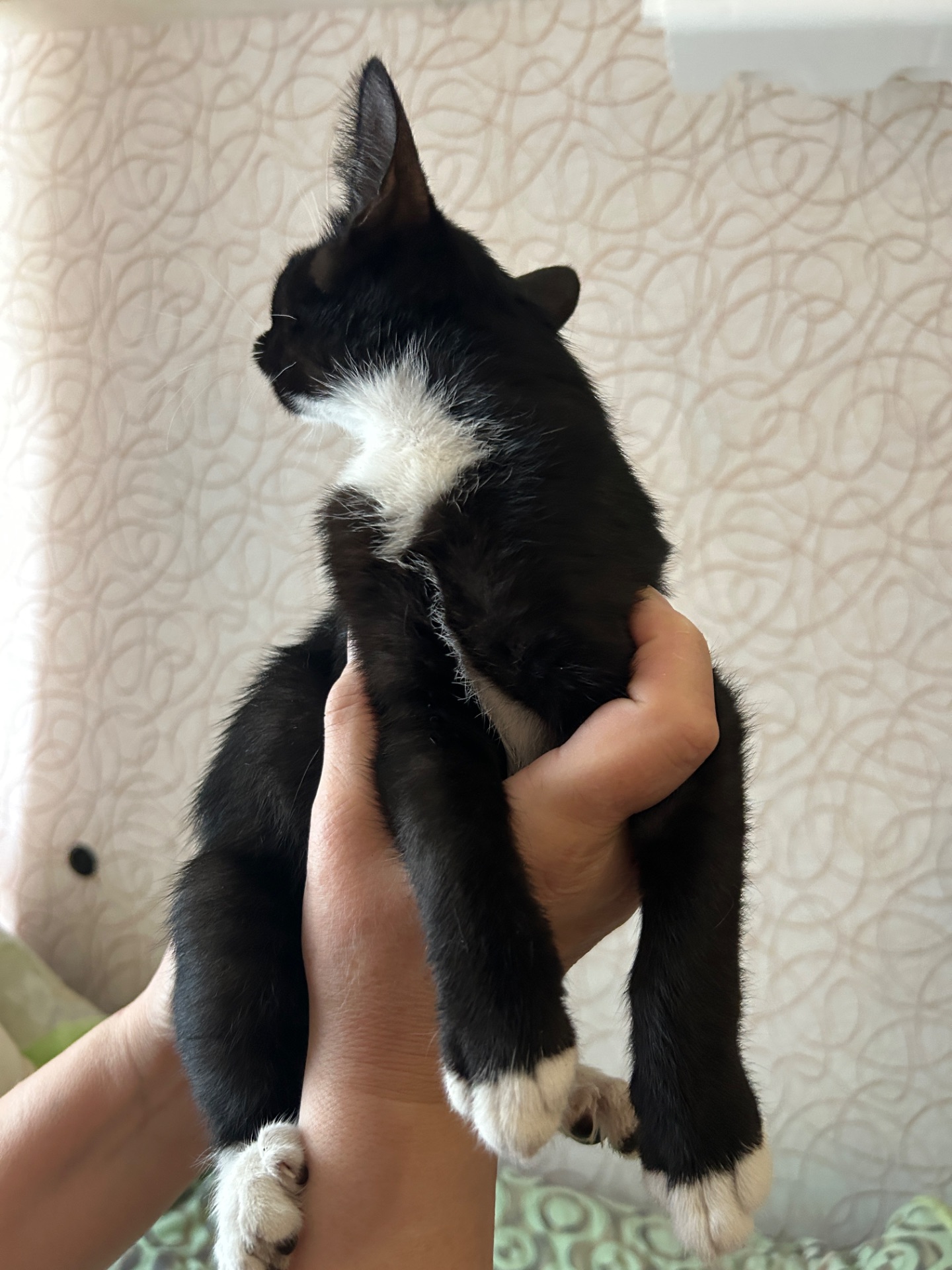 Кошеня Нікі шукає родину