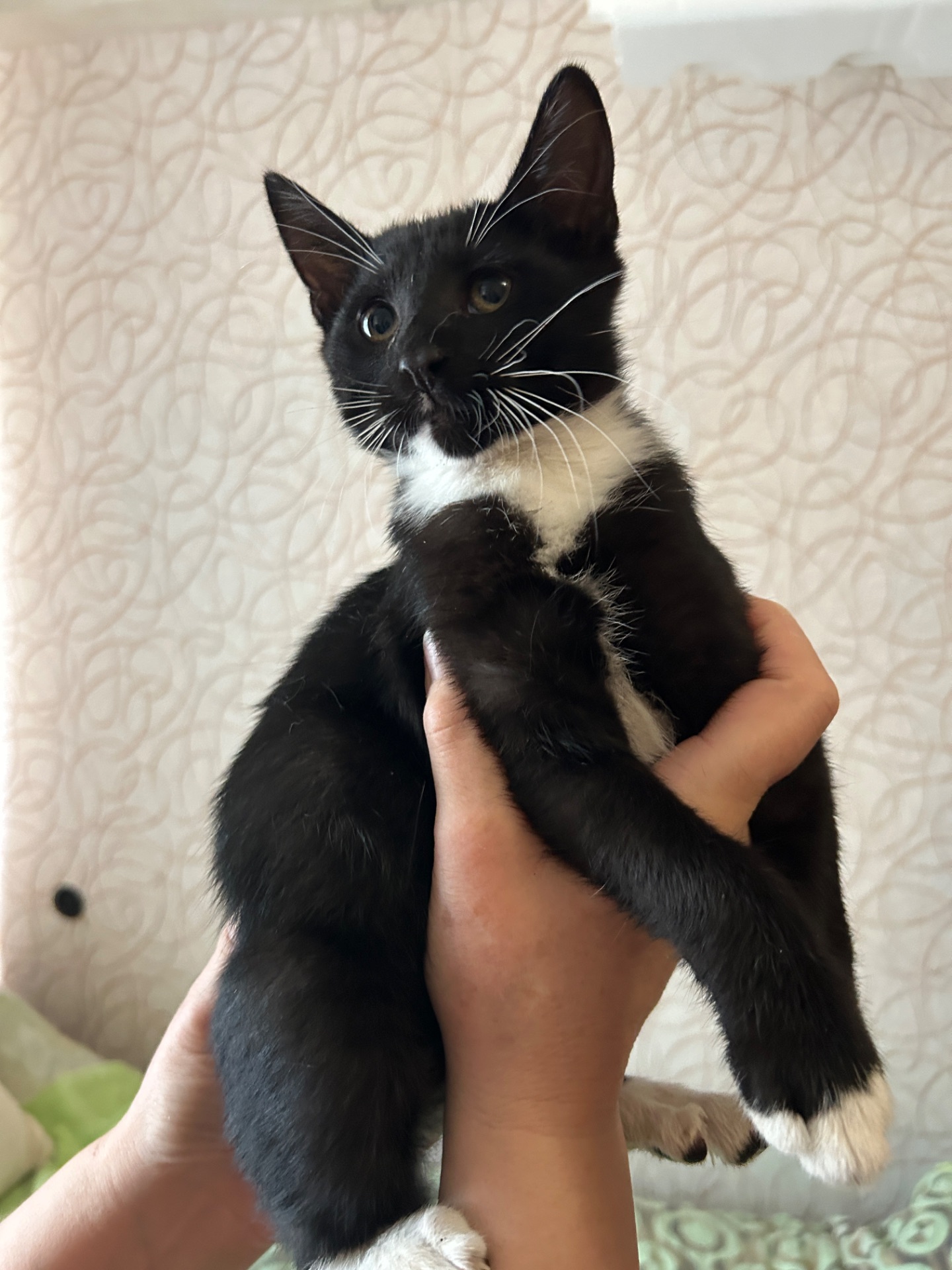Кошеня Нікі шукає родину