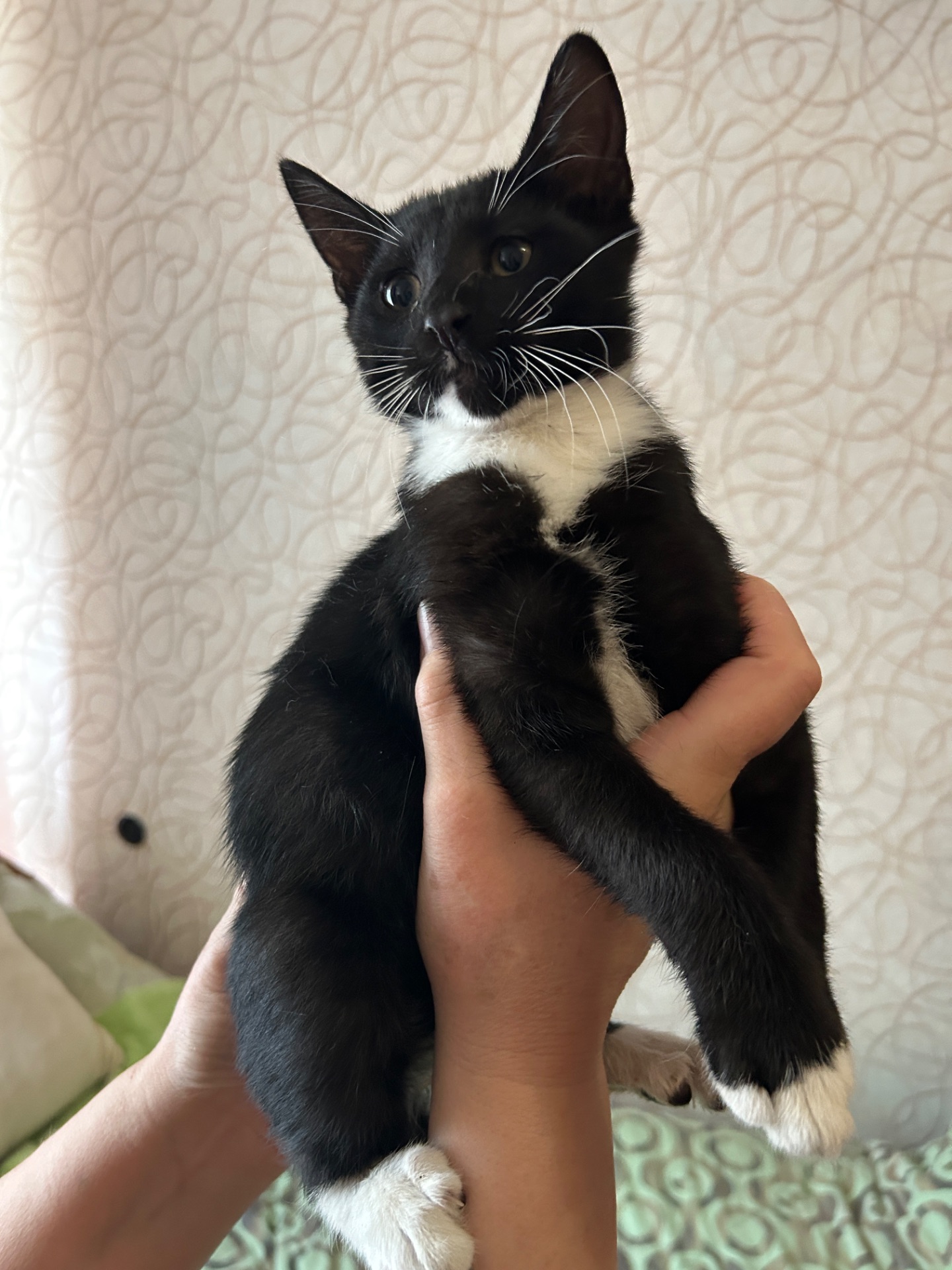 Кошеня Нікі шукає родину