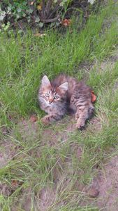 Кошенята