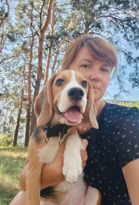 Хлопчики КСУ породи бігль 4 місяці!