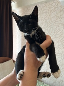 Кошеня Нікі шукає родину