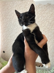 Кошеня Нікі шукає родину