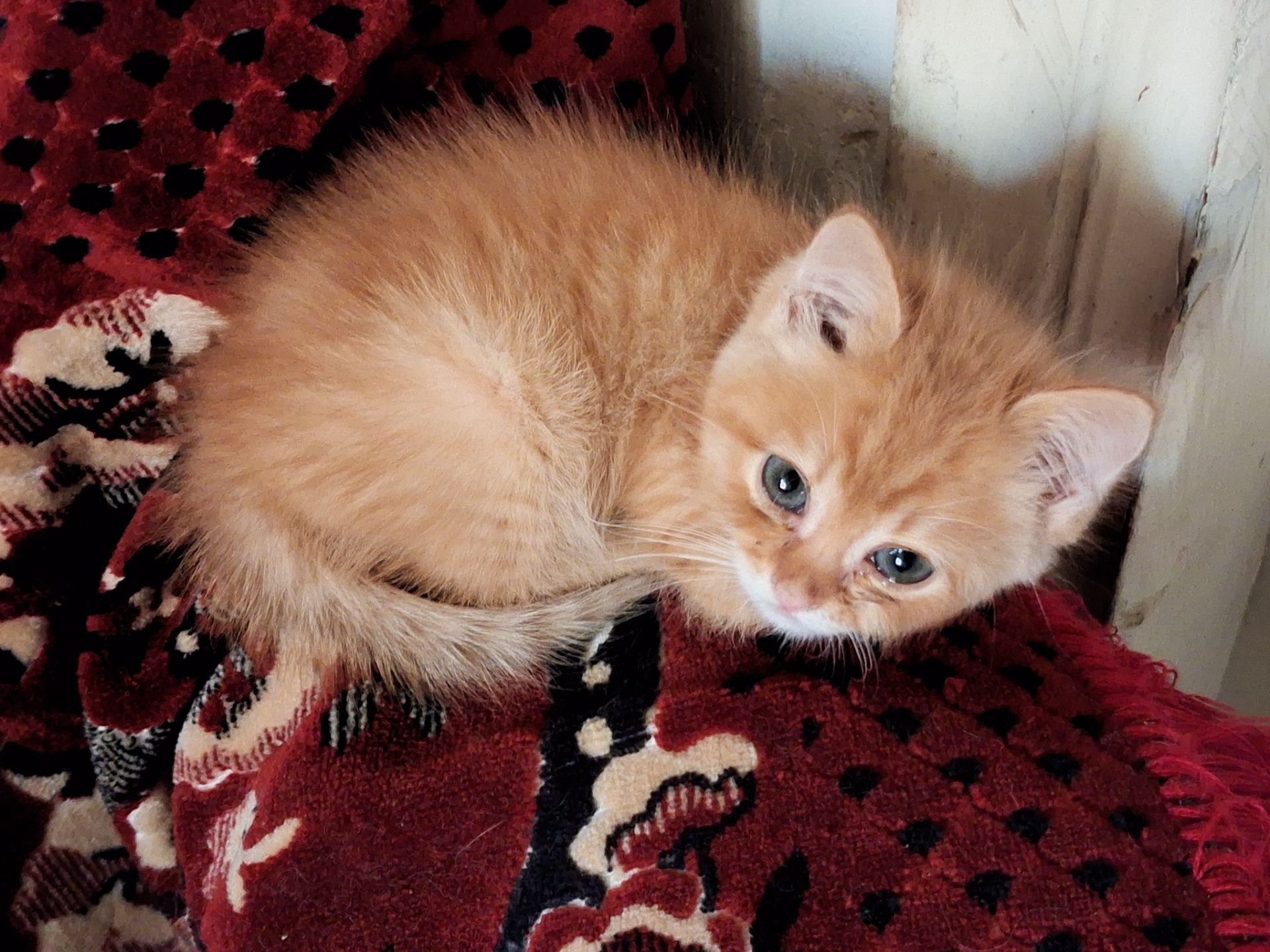 Британский короткошерстий рудий хлопчик