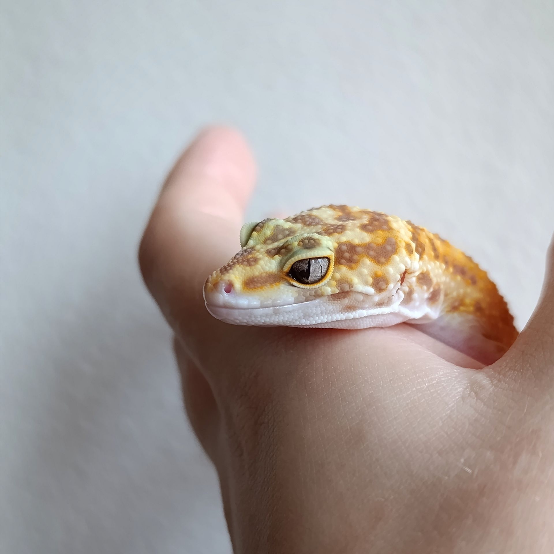 Еублефар самець морфний