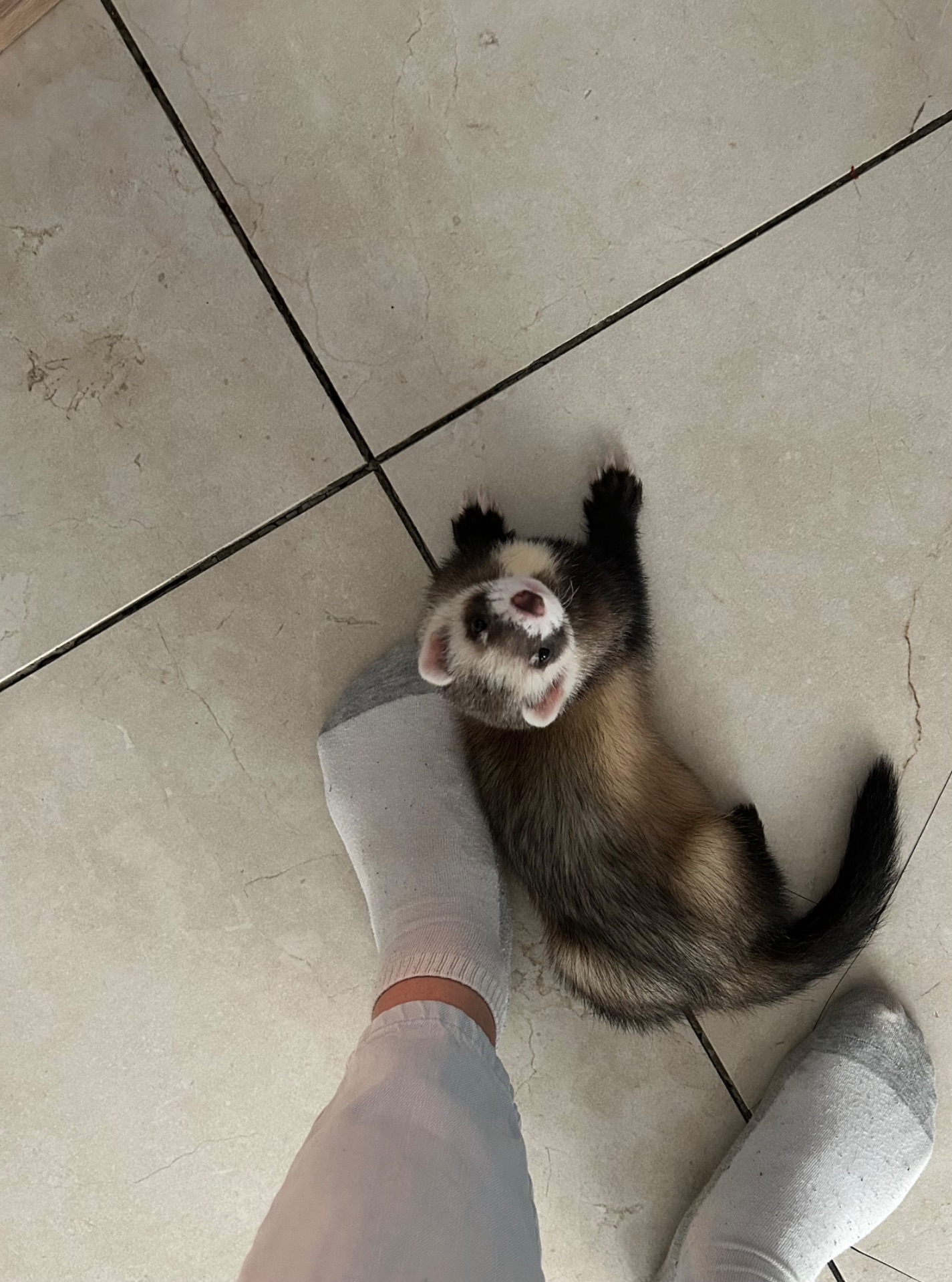 Тхір