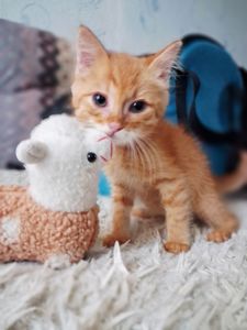 Британский короткошерстий рудий хлопчик