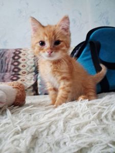 Британский короткошерстий рудий хлопчик