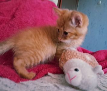 Британский короткошерстий рудий хлопчик