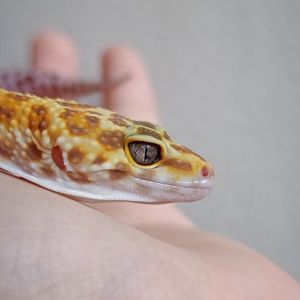 Еублефар самець морфний