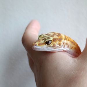 Еублефар самець морфний