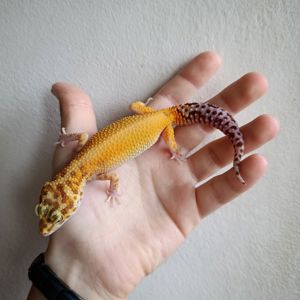 Еублефар самець морфний