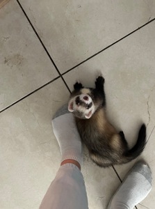 Тхір