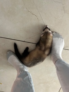 Тхір