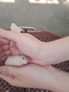 Сирійські хом'ячки