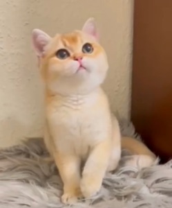 Кошенята золотої шиншили