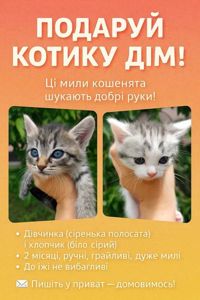 Кошеняна мама українка тато шотландець