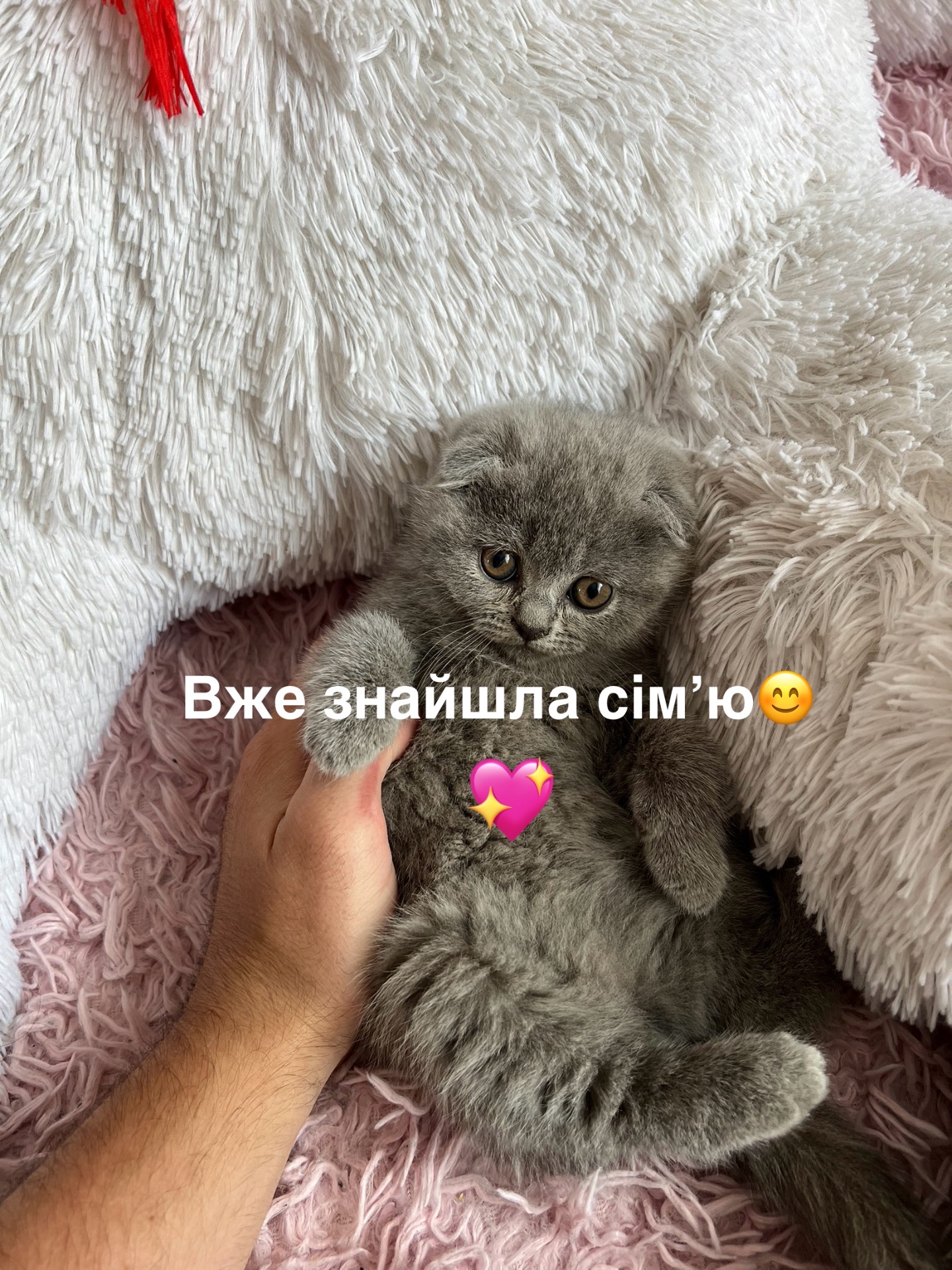 Шотландські кошенята. Пухнасті клубочки щастя. Готові до переїзду