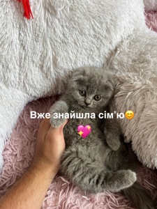 Шотландські кошенята. Пухнасті клубочки щастя. Готові до переїзду