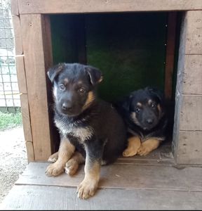 Продам щенков немецкой овчарки