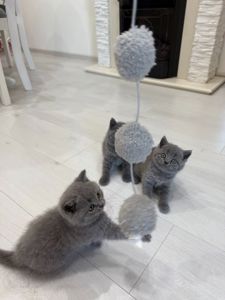 Чистокровні шотландські прямовухі котики