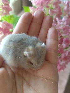 Джунгарський хом'як, фенотип блакитна аргента, дівчинка