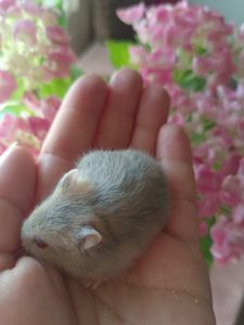 Джунгарський хом'як, фенотип блакитна аргента, дівчинка