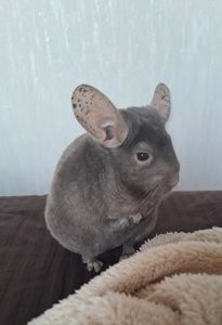 Шиншила