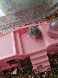 Розкішний хом з приданним