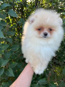 Малыши девочки шпицы