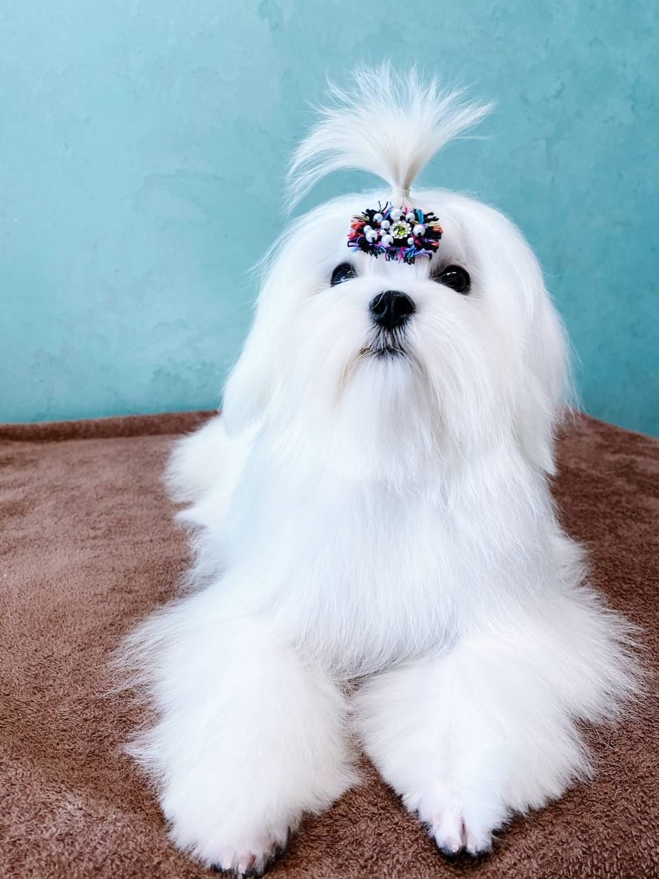 Хлопчик мальтезе