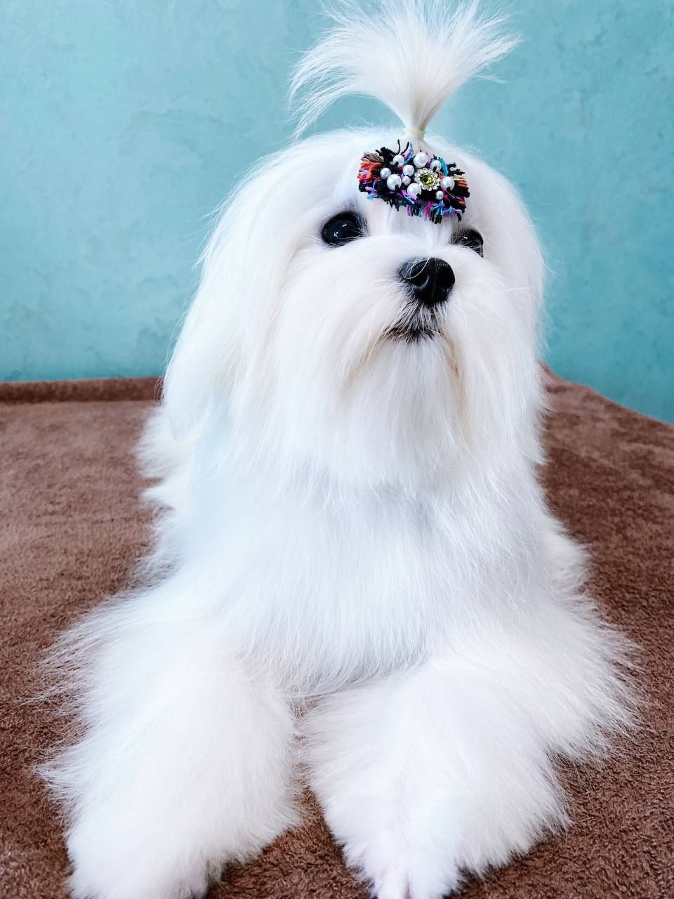 Хлопчик мальтезе