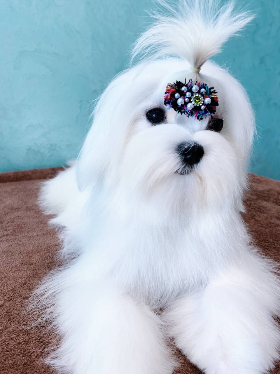 Хлопчик мальтезе