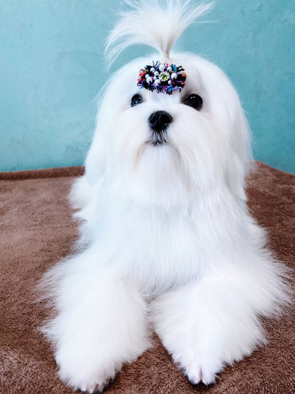 Хлопчик мальтезе