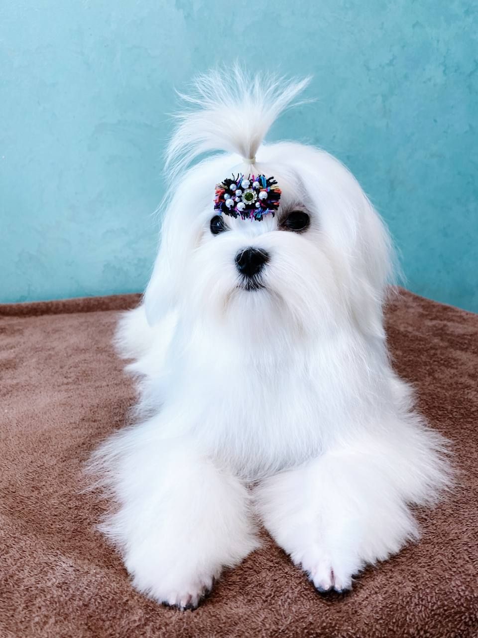 Хлопчик мальтезе