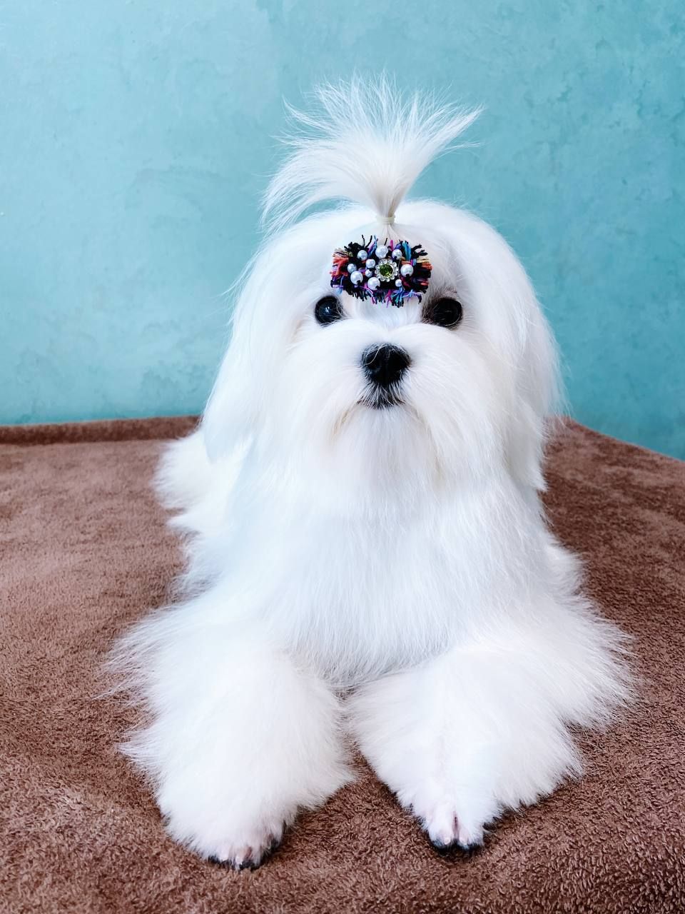 Хлопчик мальтезе