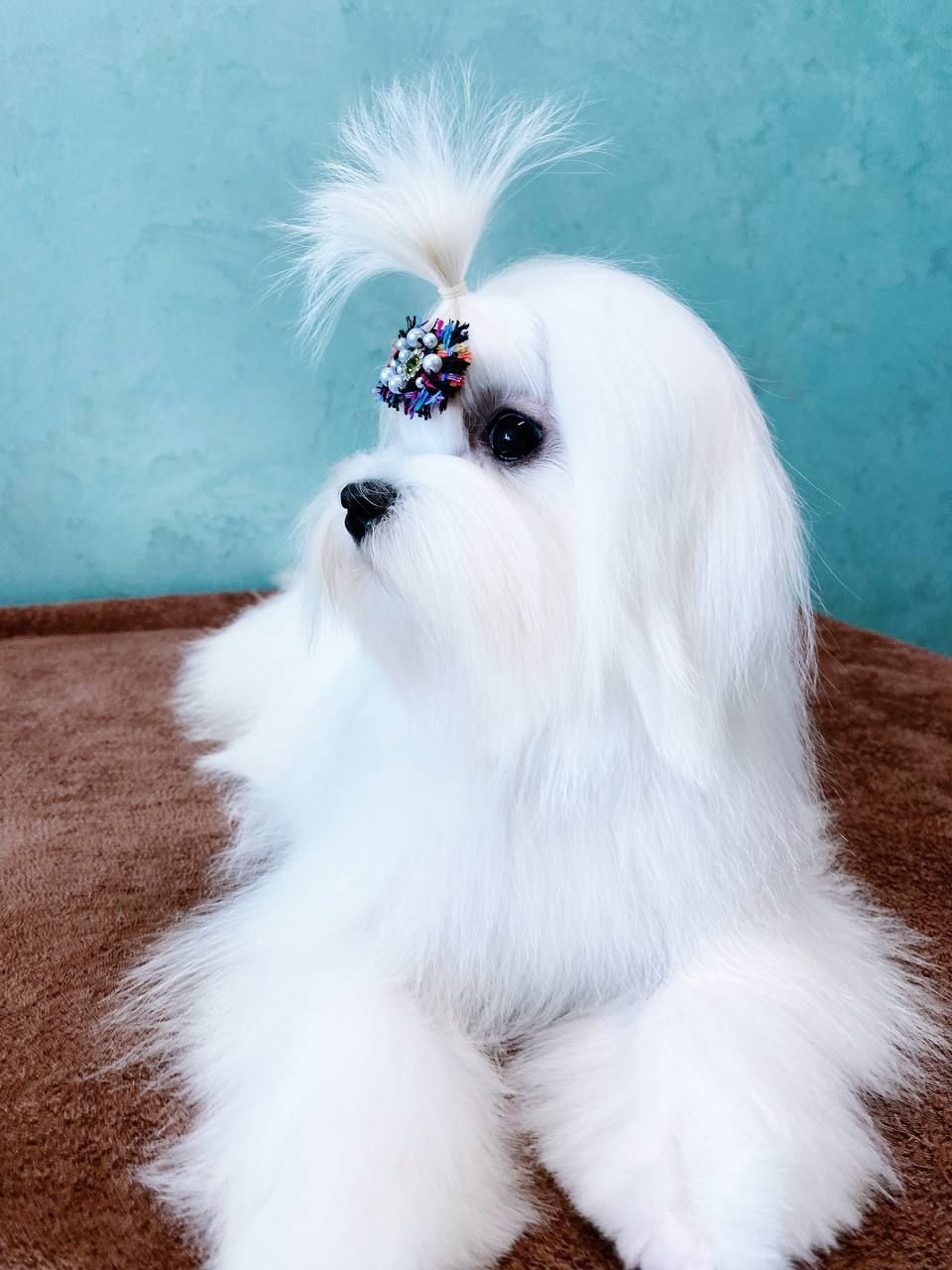 Хлопчик мальтезе