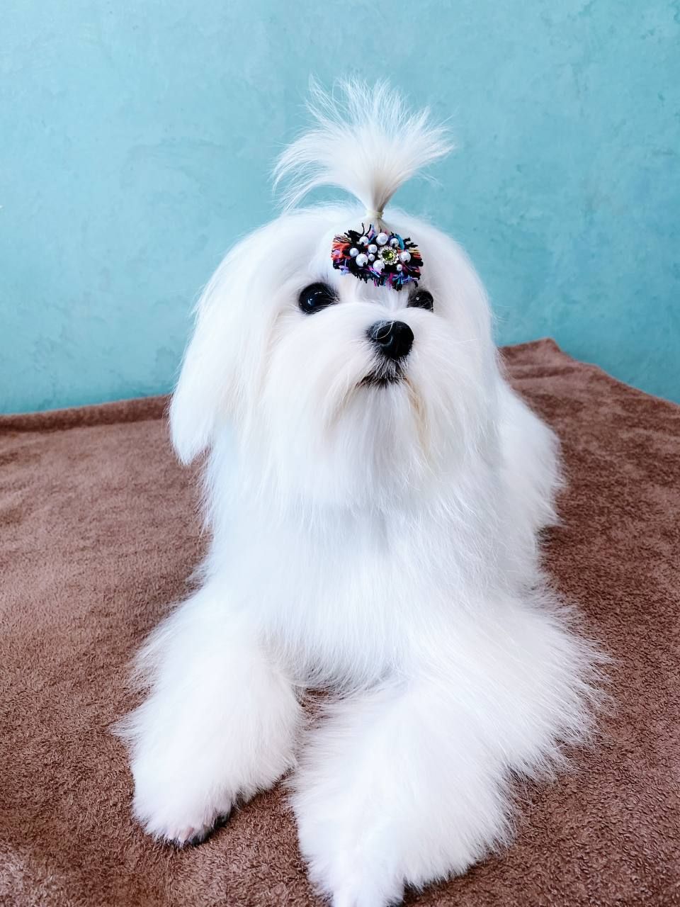 Хлопчик мальтезе