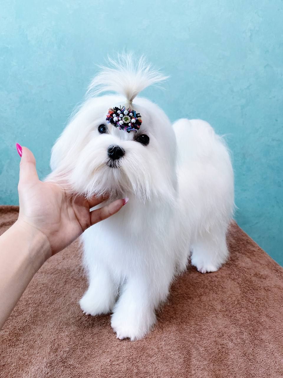 Хлопчик мальтезе