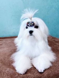 Хлопчик мальтезе