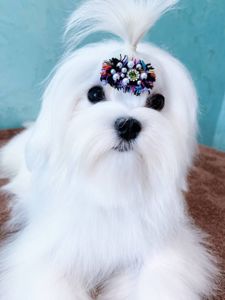 Хлопчик мальтезе