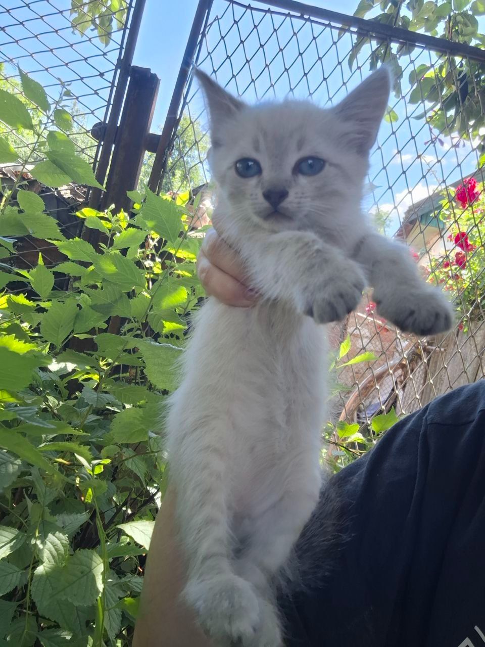 Кошенята